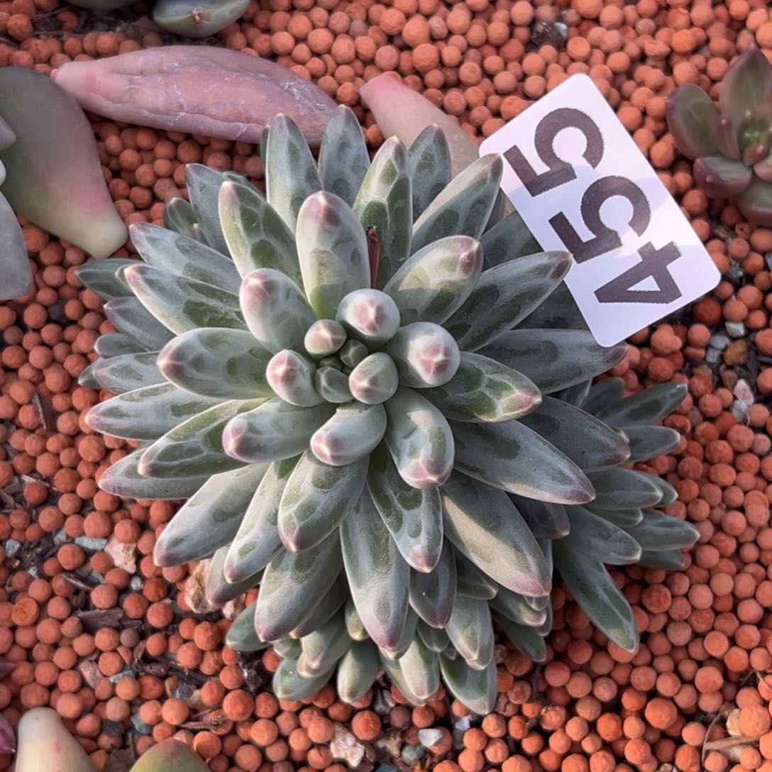 伊卡鲁斯多肉植物455