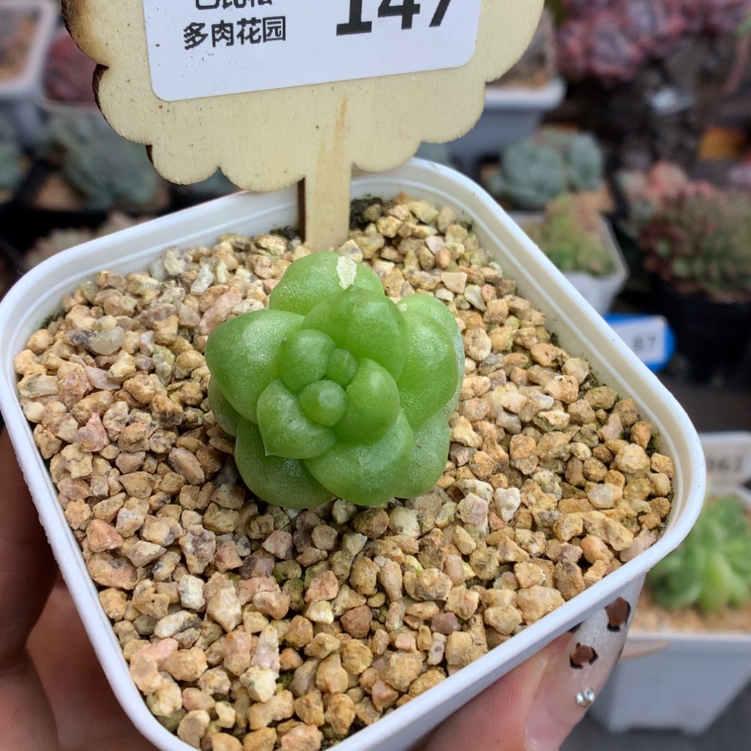 147翡翠冰玉石化多肉