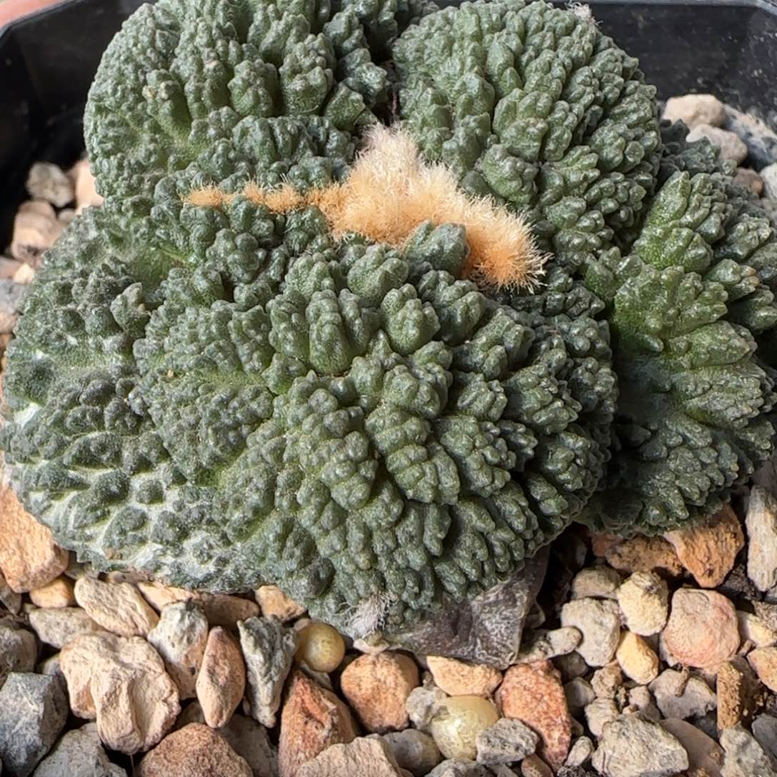 【闪购商品】萝卜根特选菜花732