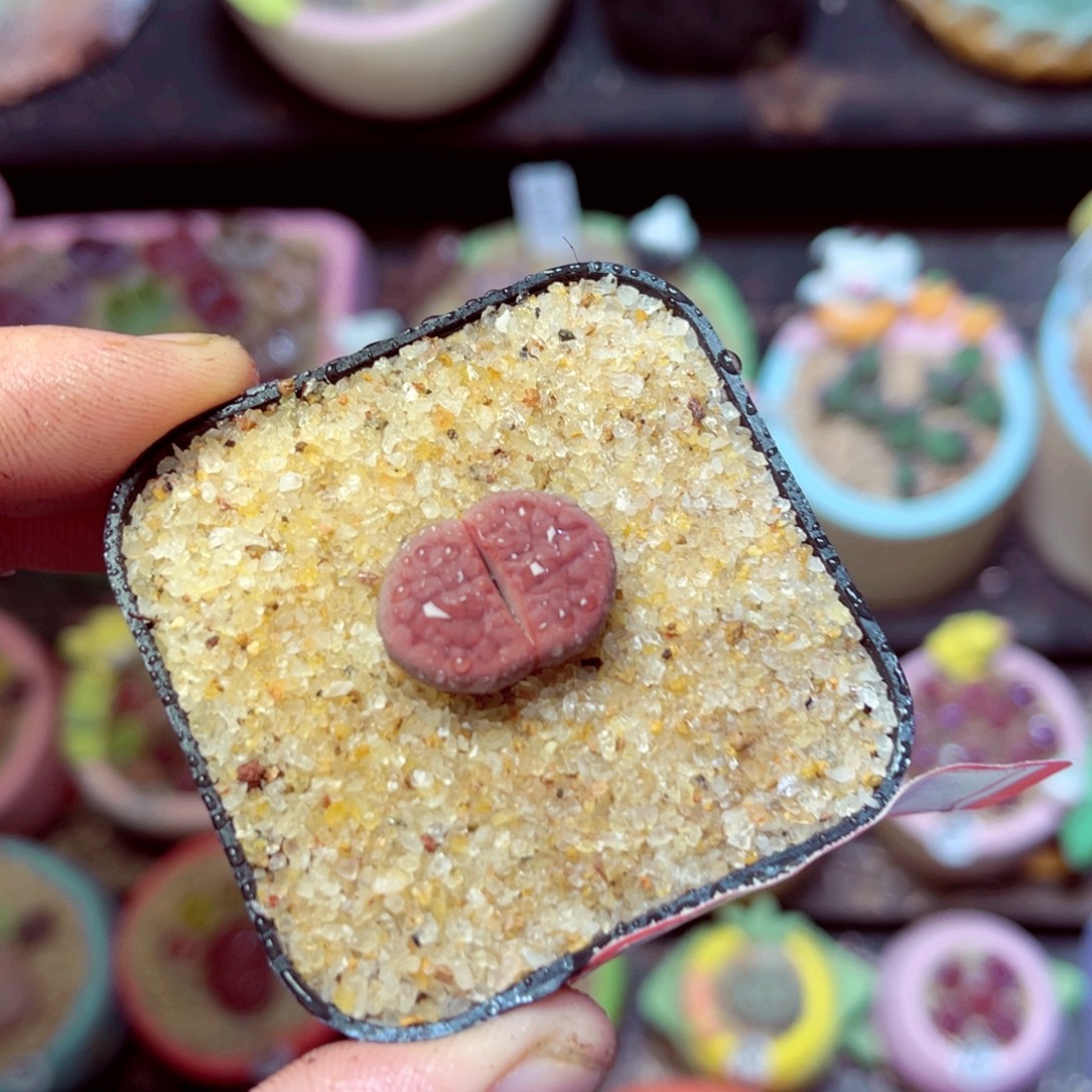 158生石花带盆发1