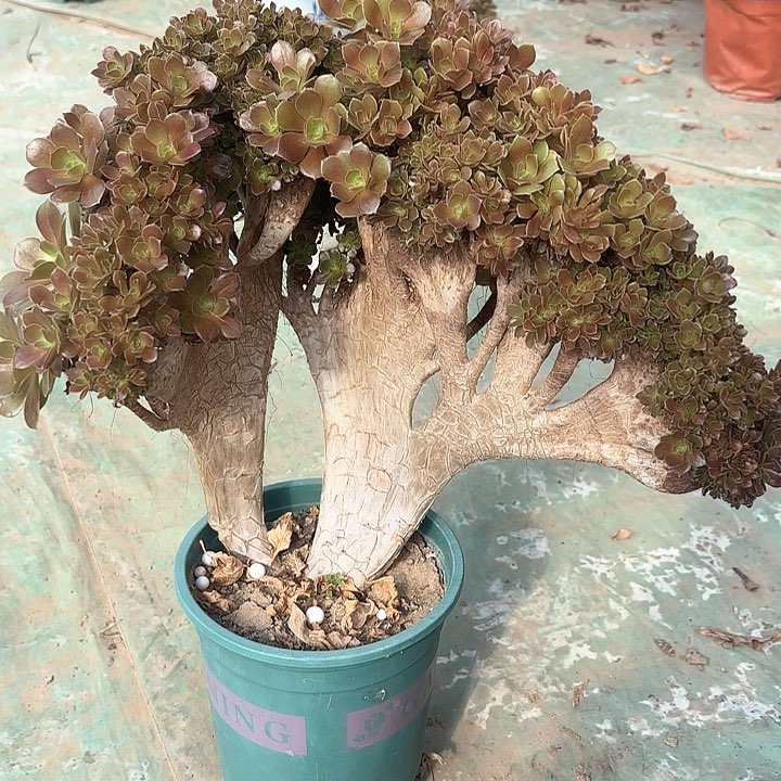 红陶哈哈哈哈哈哈哈哈哈哈