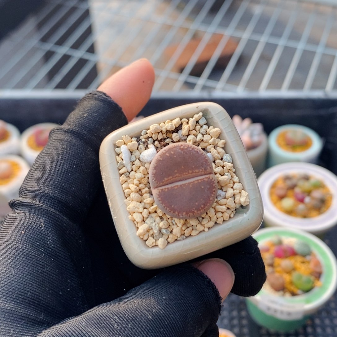 3318--一物一拍 带盆