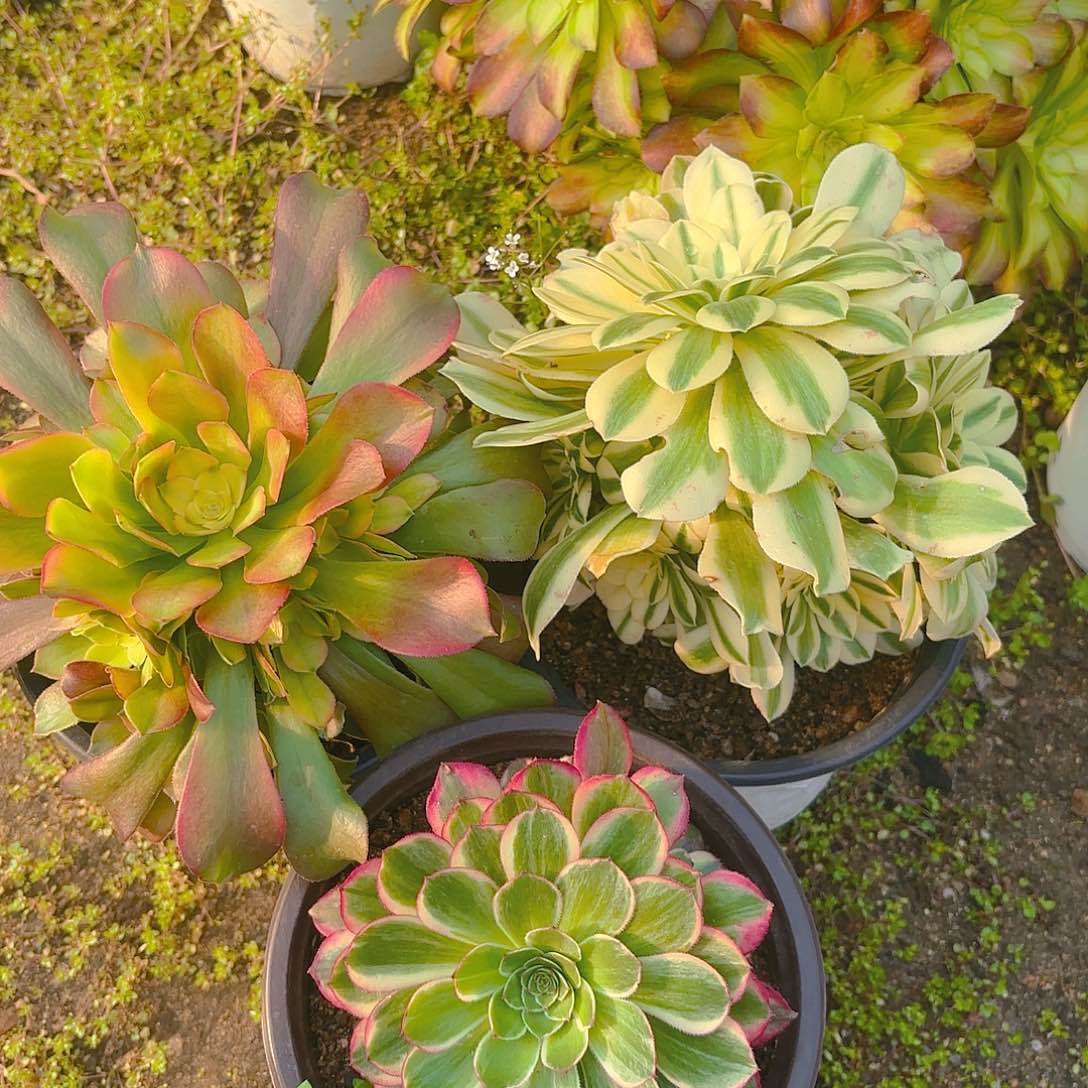 三颗组七彩樱花迈巴赫海王组106-07-08