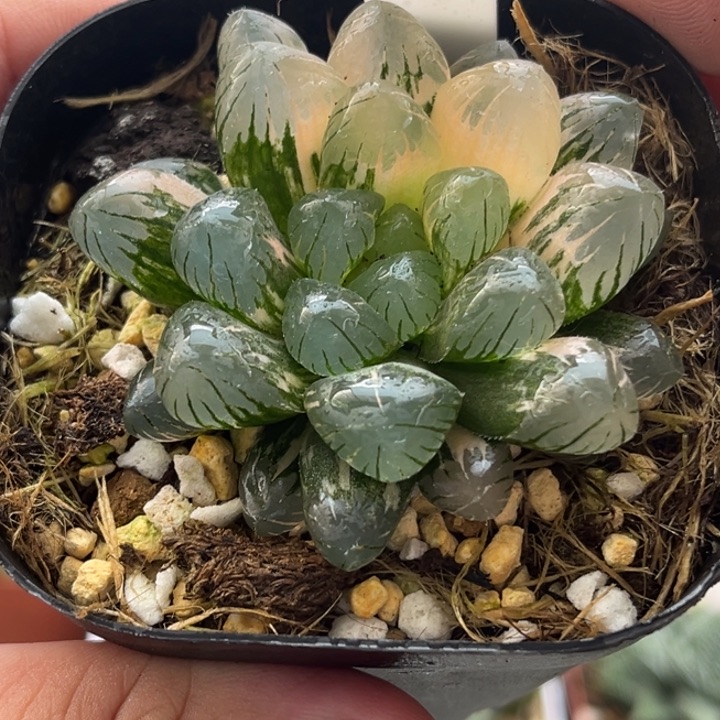 10冰灯锦发发发发发发