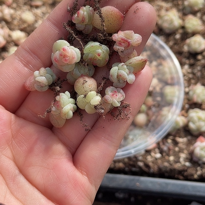 斯***文OTO多肉切糕优选dy2437