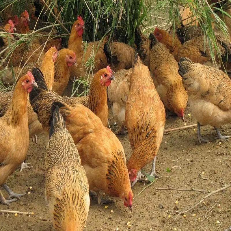 产蛋王土鸡整鸡肉质鲜美10只