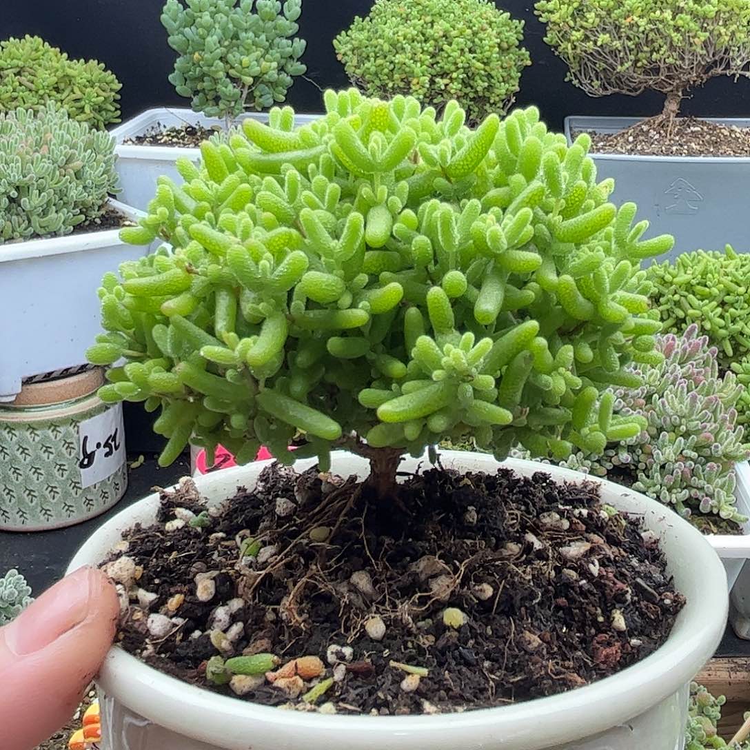 19蜜桔带盆优选枝干番杏