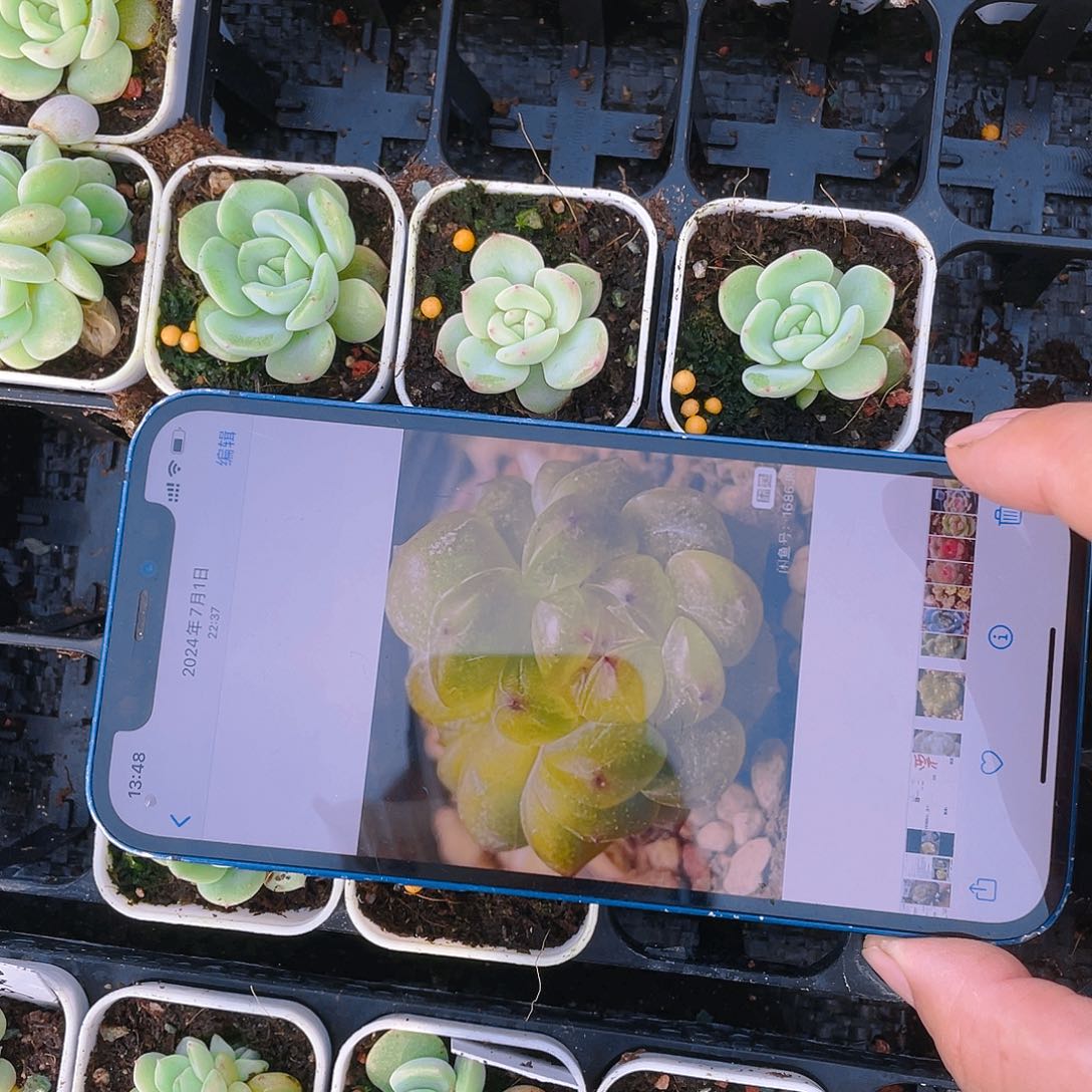 阳阳T3000 中盆一个满25包邮