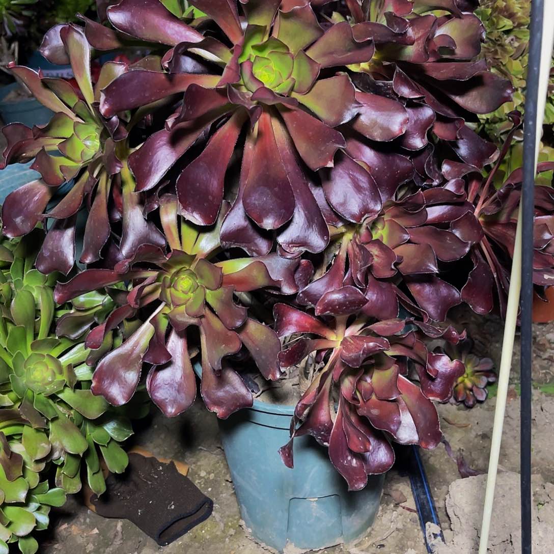 法师法师13-23包邮法师