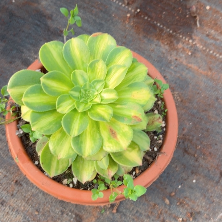 翡翠琉璃 7448 多肉植物