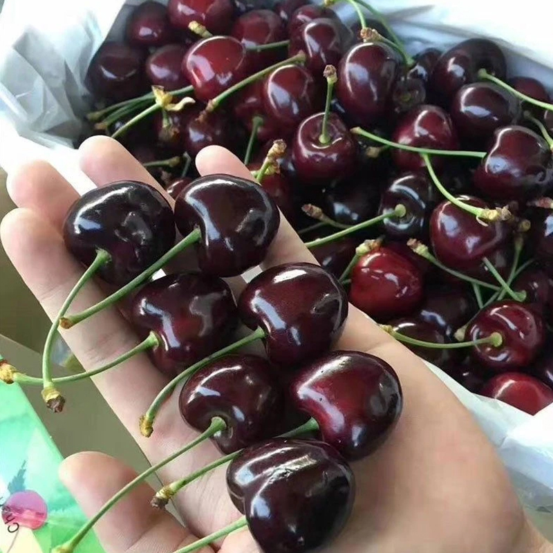 顺丰海运智利车厘子桑提娜进口大樱桃J-5J礼盒新鲜水果内附果径卡