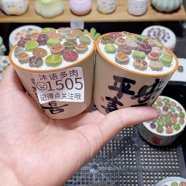 精美盆栽 一物一拍 1505