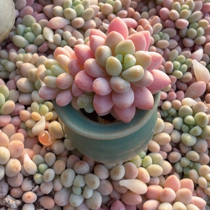 泡泡糖带盆一套。            