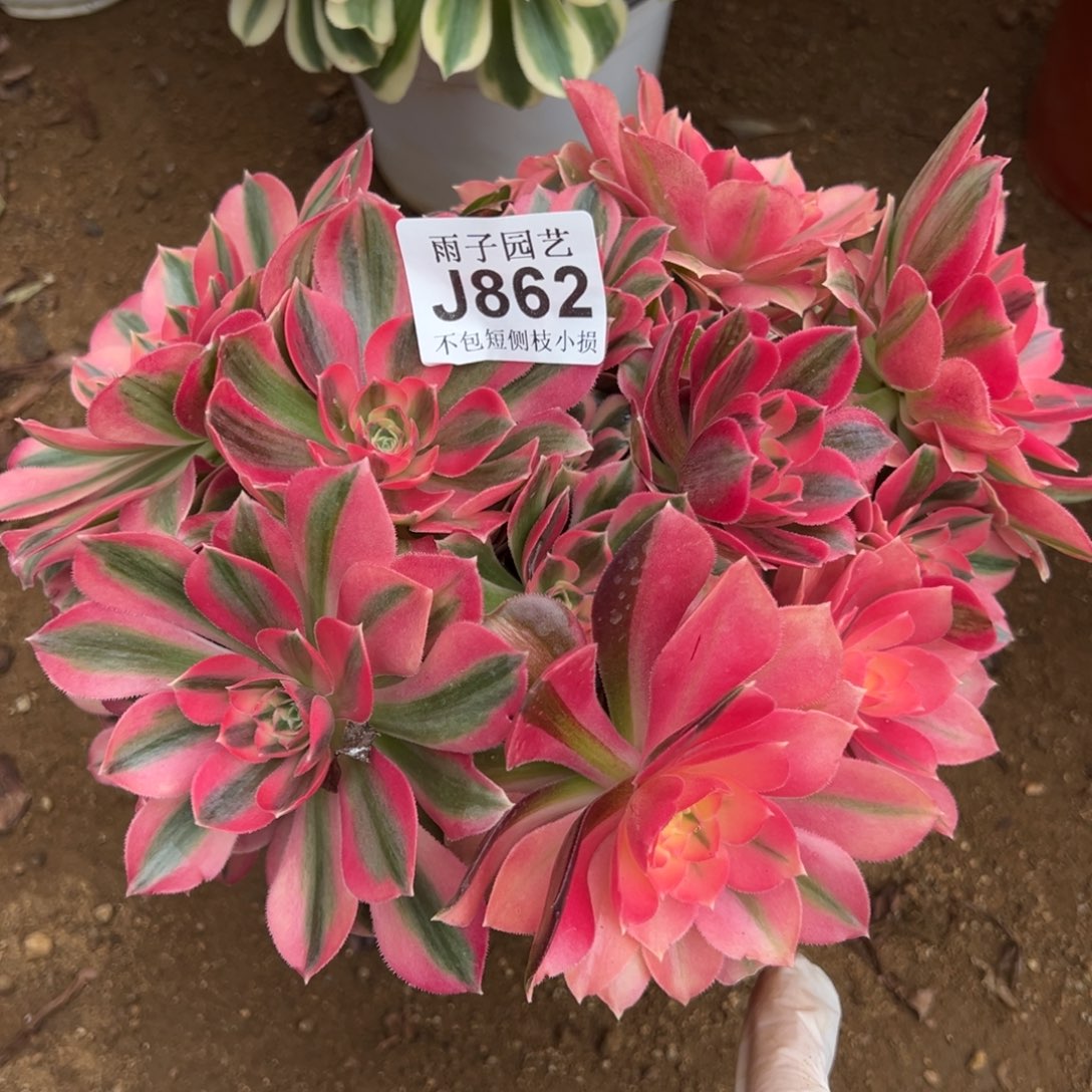 862粉女巫尺寸20左右