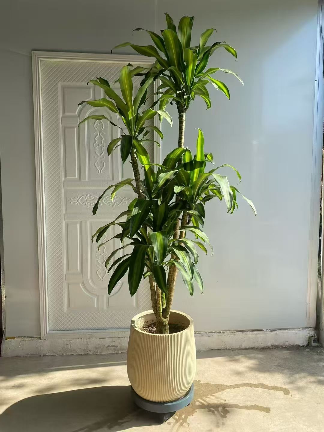 荷花铁龙血树巴西美人铁金心百合大型室内绿植好养美观可净化空气