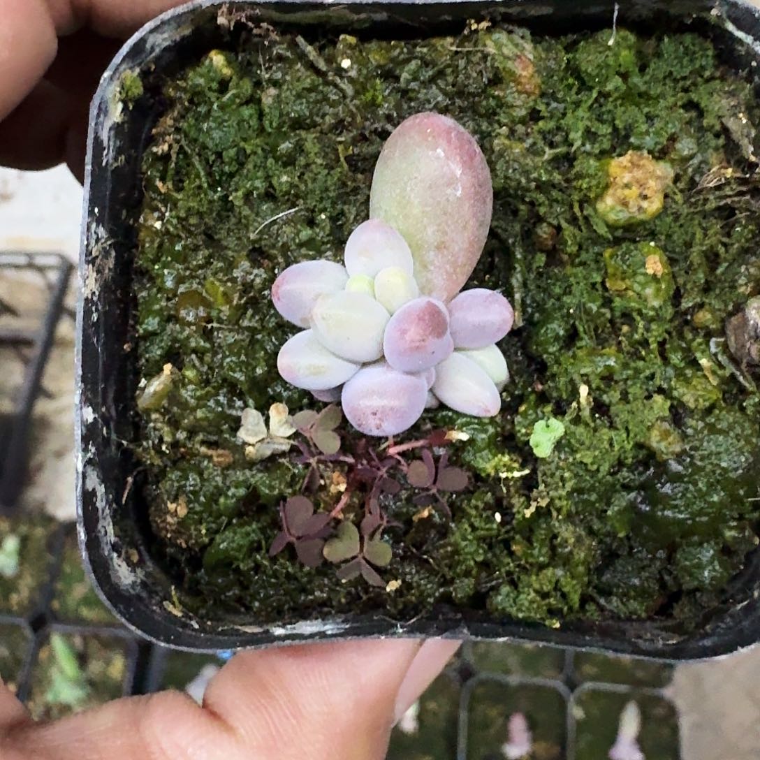 烟花 叶插 一物一拍