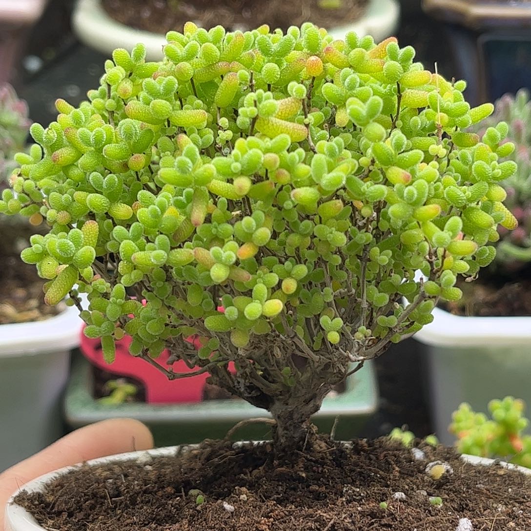 24蜜桔老桩带盆优选枝干