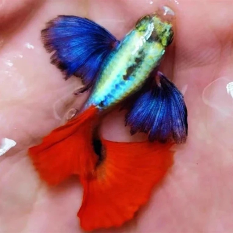 直播间福利精品孔雀鱼白金象耳花蝴蝶种鱼（入缸后不包损）