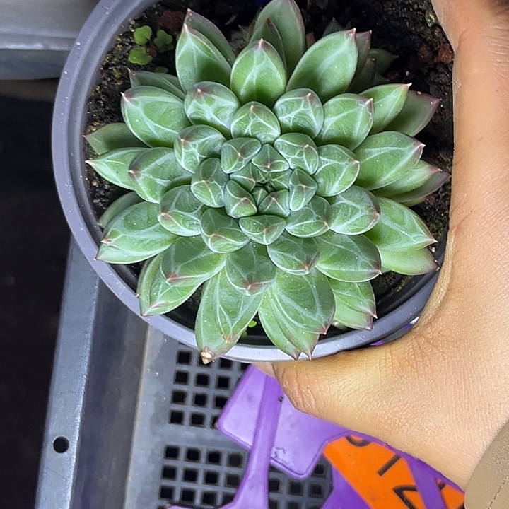 多肉植物需花美人111