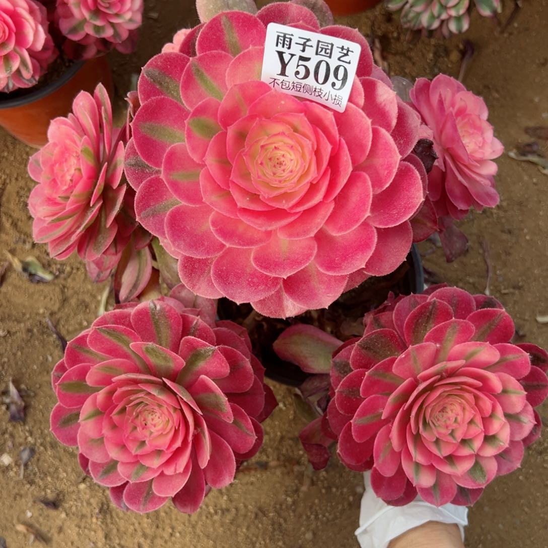 509荔枝尺寸20左右追光特价