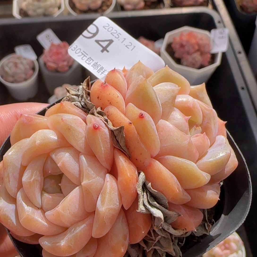 冰魄老桩双头一颗脱土