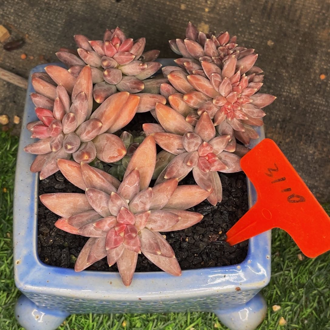 潇**族3110号晚上多肉植物群生多肉