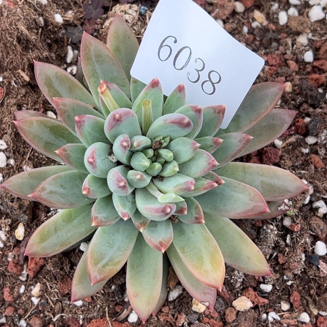 用****76038多肉多多多多