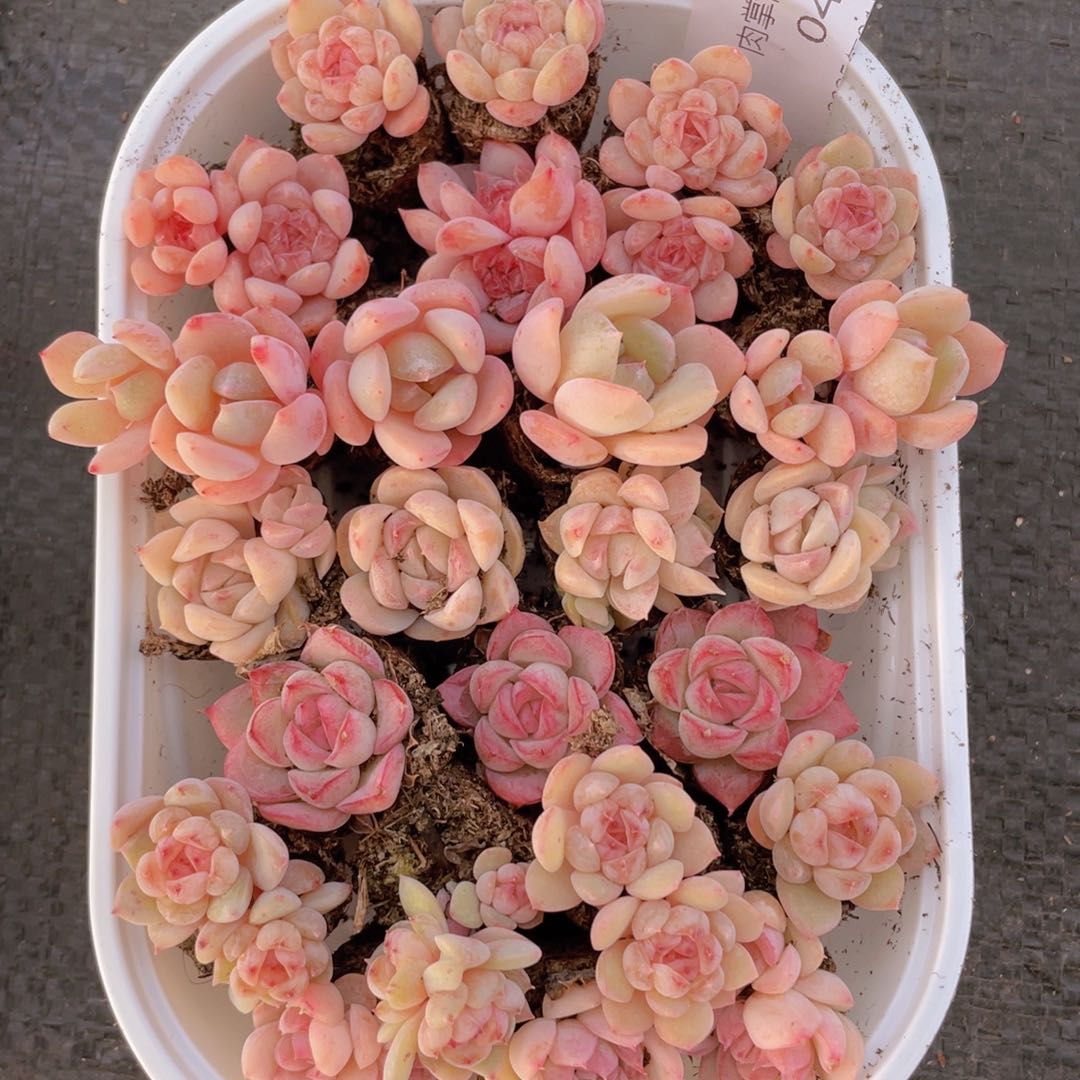 我们的生活方式是什么043