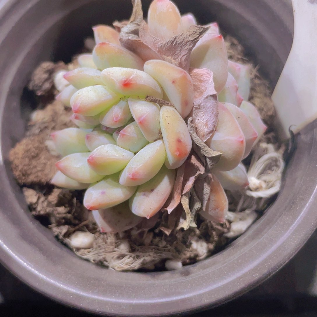 石榴子星影缀a058一物一拍