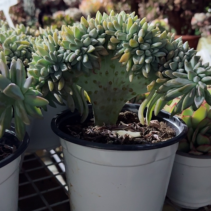 淡雪缀化多肉植物