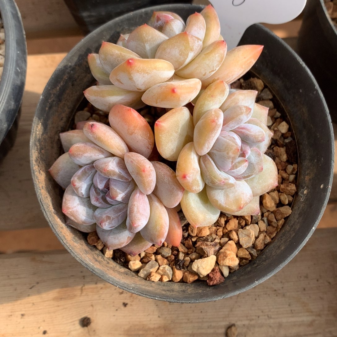 黄底紫心老桩子飘枝三头带仔