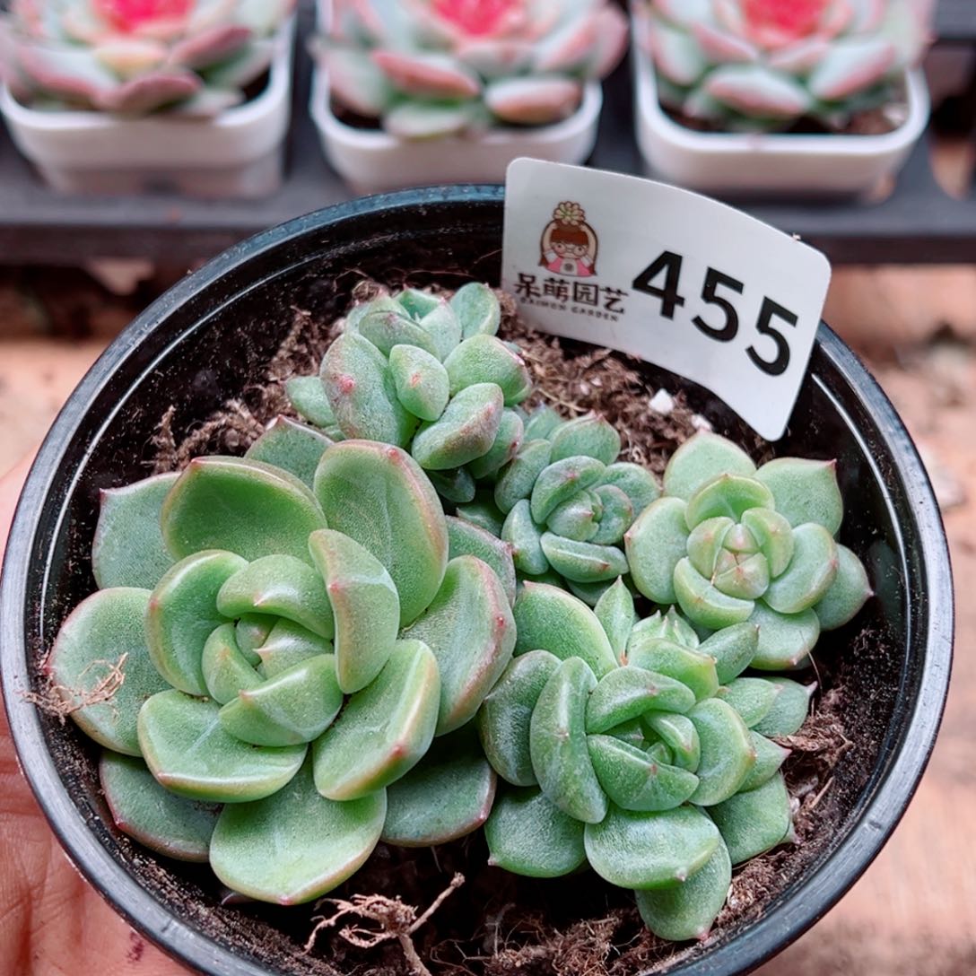 多肉植物多肉植物