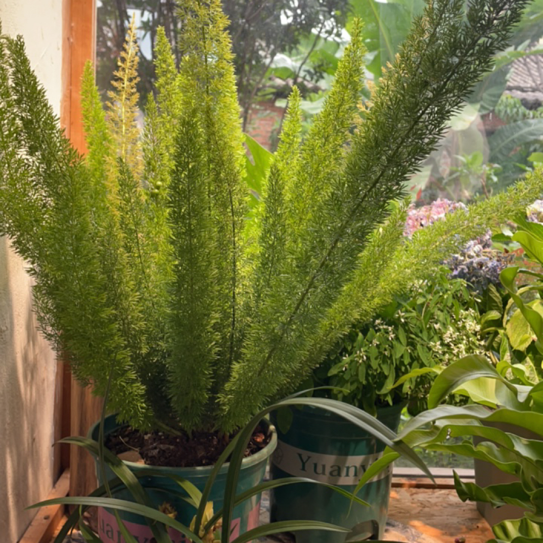 狐尾天门冬盆栽苗多年生常绿植物室外庭院盆景观叶