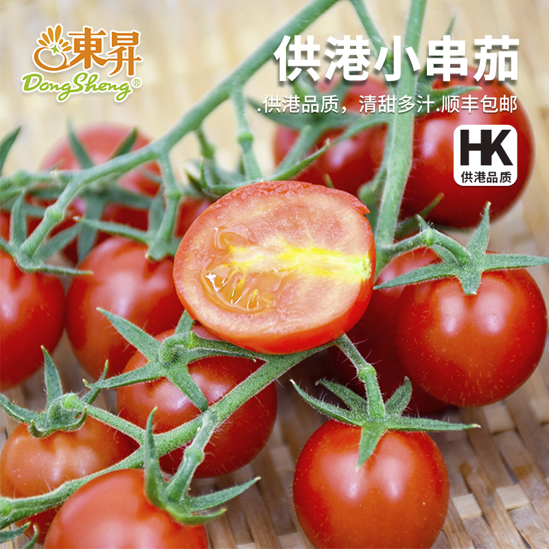 东升农场 供港小串茄3斤樱桃小番茄 新鲜采摘酸甜多汁
