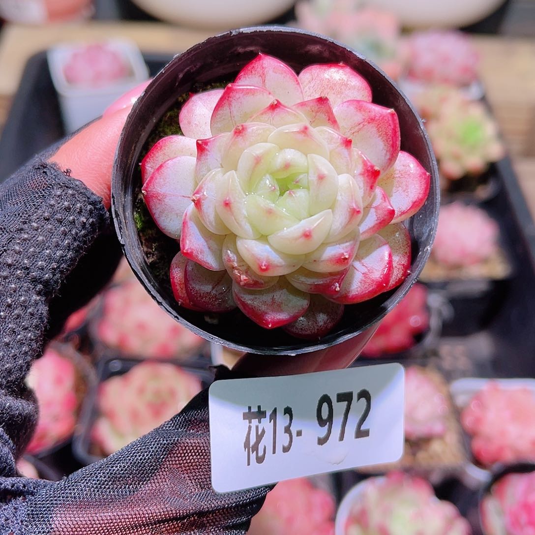 花利美13-972新品