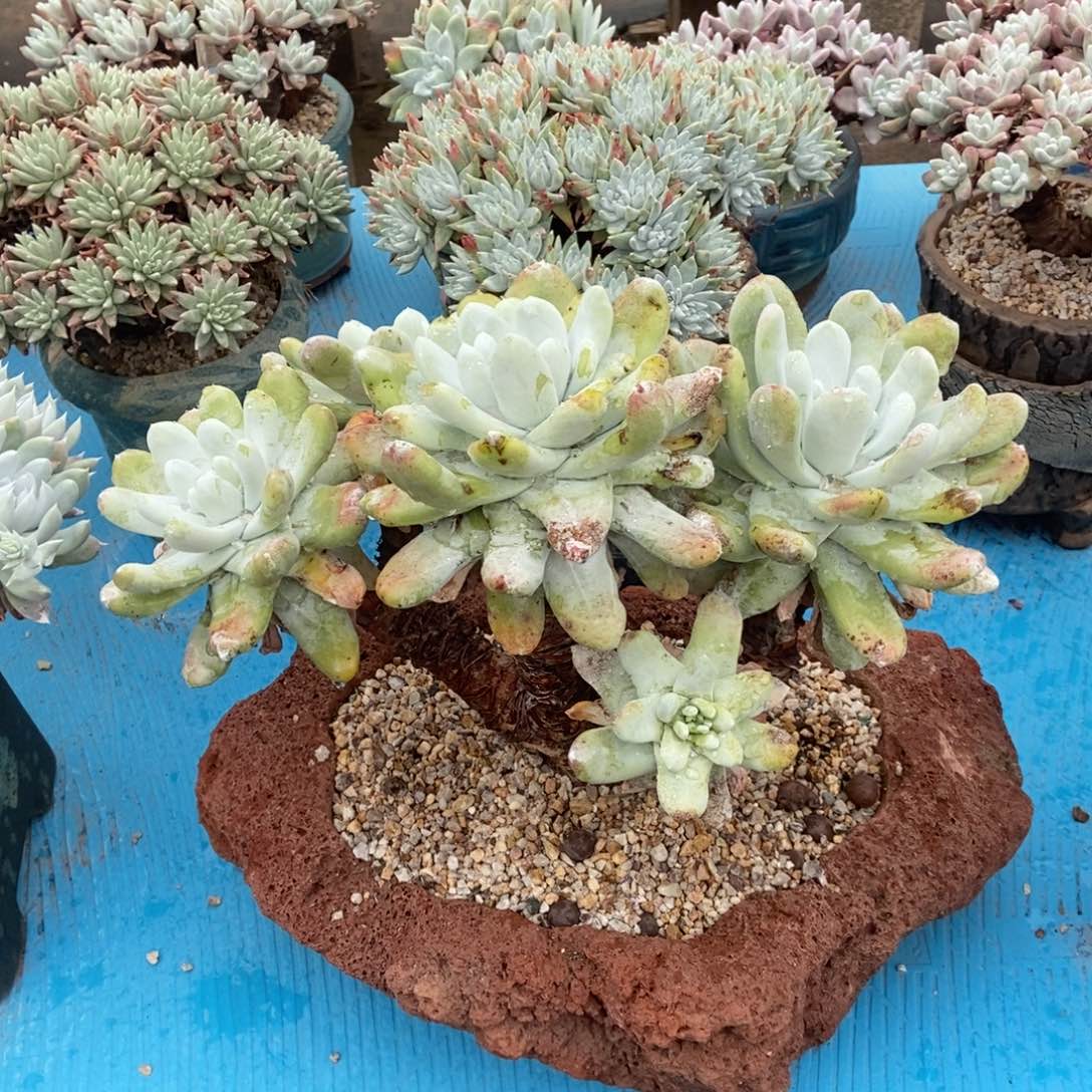 拇指多肉植物啦啦啦