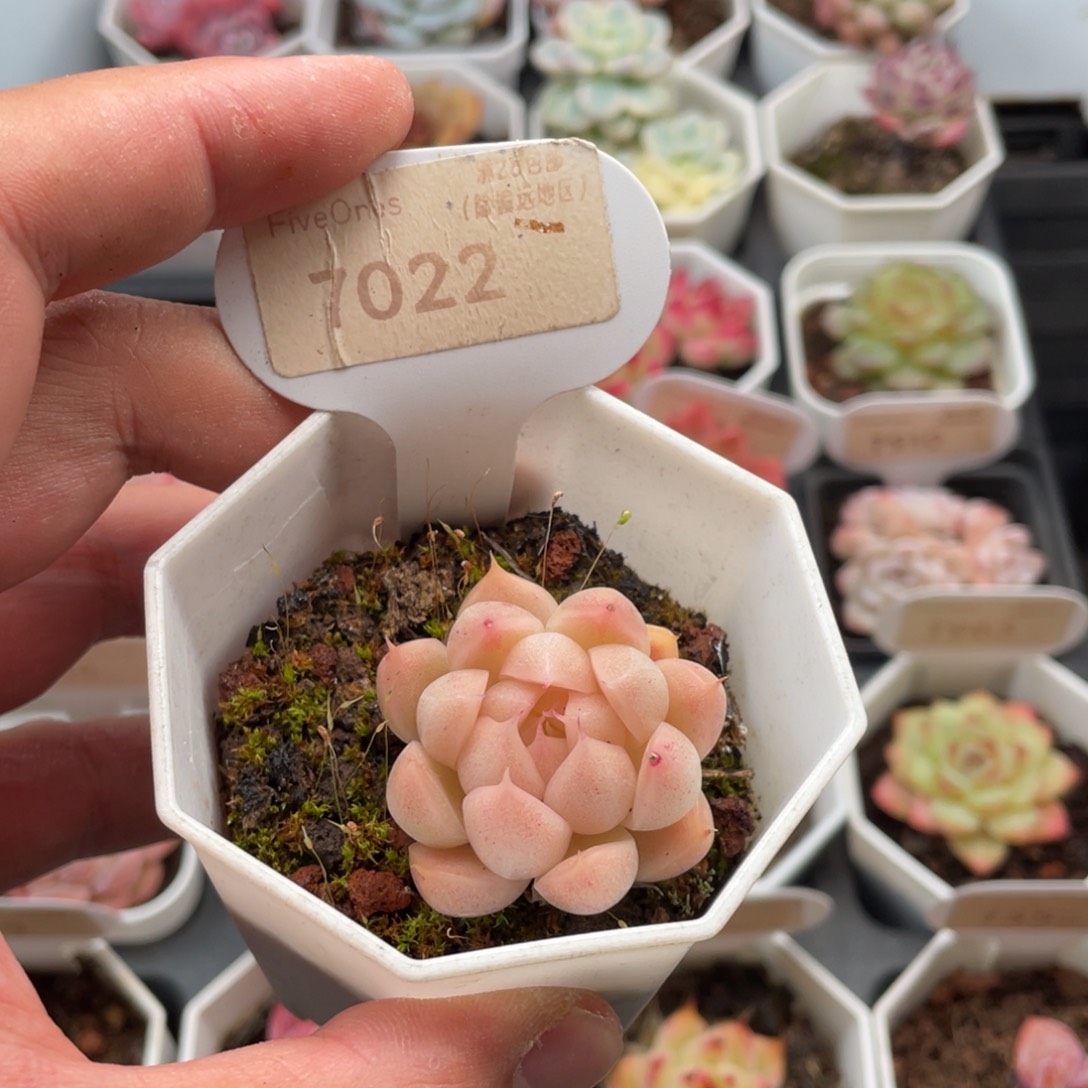 麦秆7022-4.0厘米