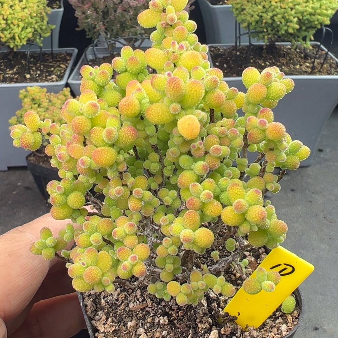 金桔糖球10号6.5cm盆