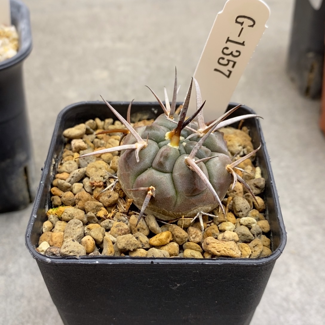 E***.G1357花有转盘仙人球