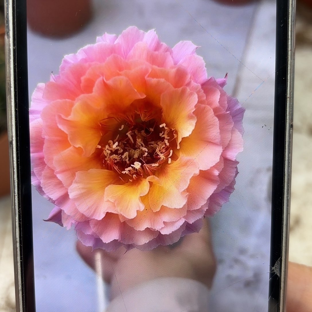 彩草青鸾火凤7.5-8公分左右