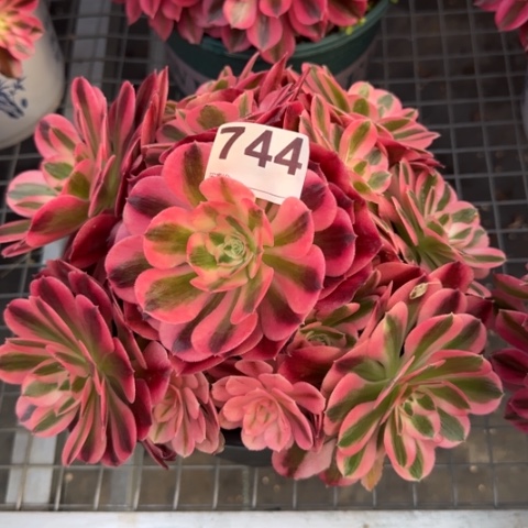 744女巫20厘米左右