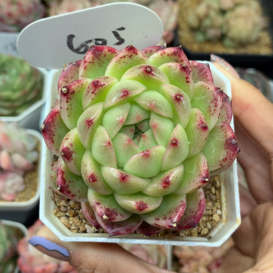 菠萝蜜麦秆群605