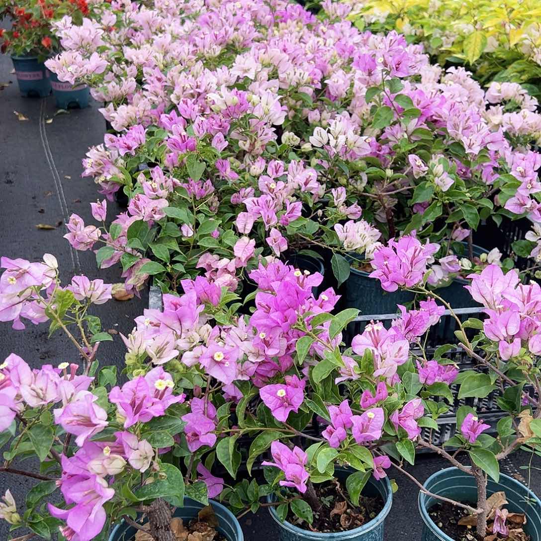 大部分花苞少量开放雪紫掌中宝一棵