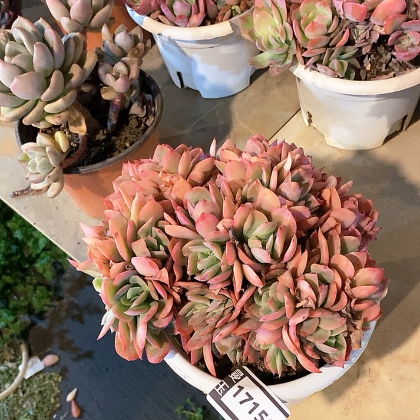 【闪购商品】绮罗缀17156