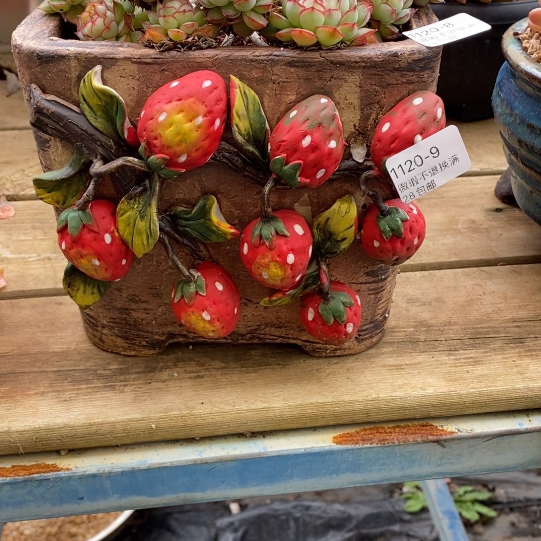 拇***王8号多肉盆口径15高16