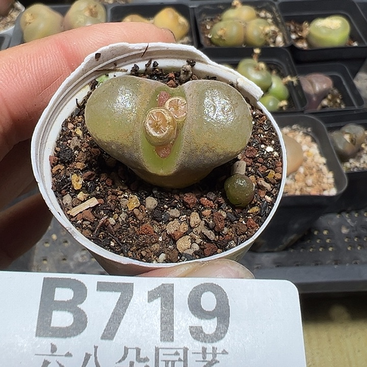 康***熈719号风铃多肉植物