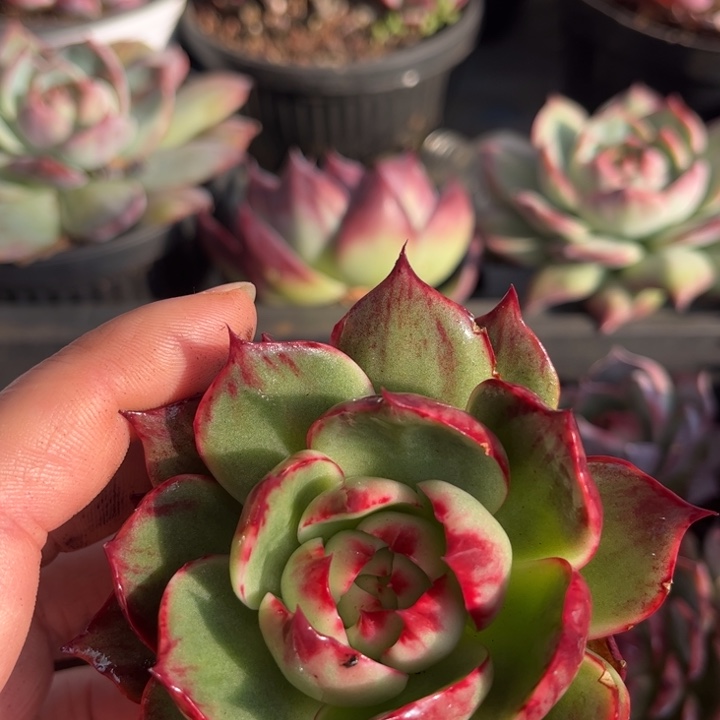 惊鸿仙子多肉植物008