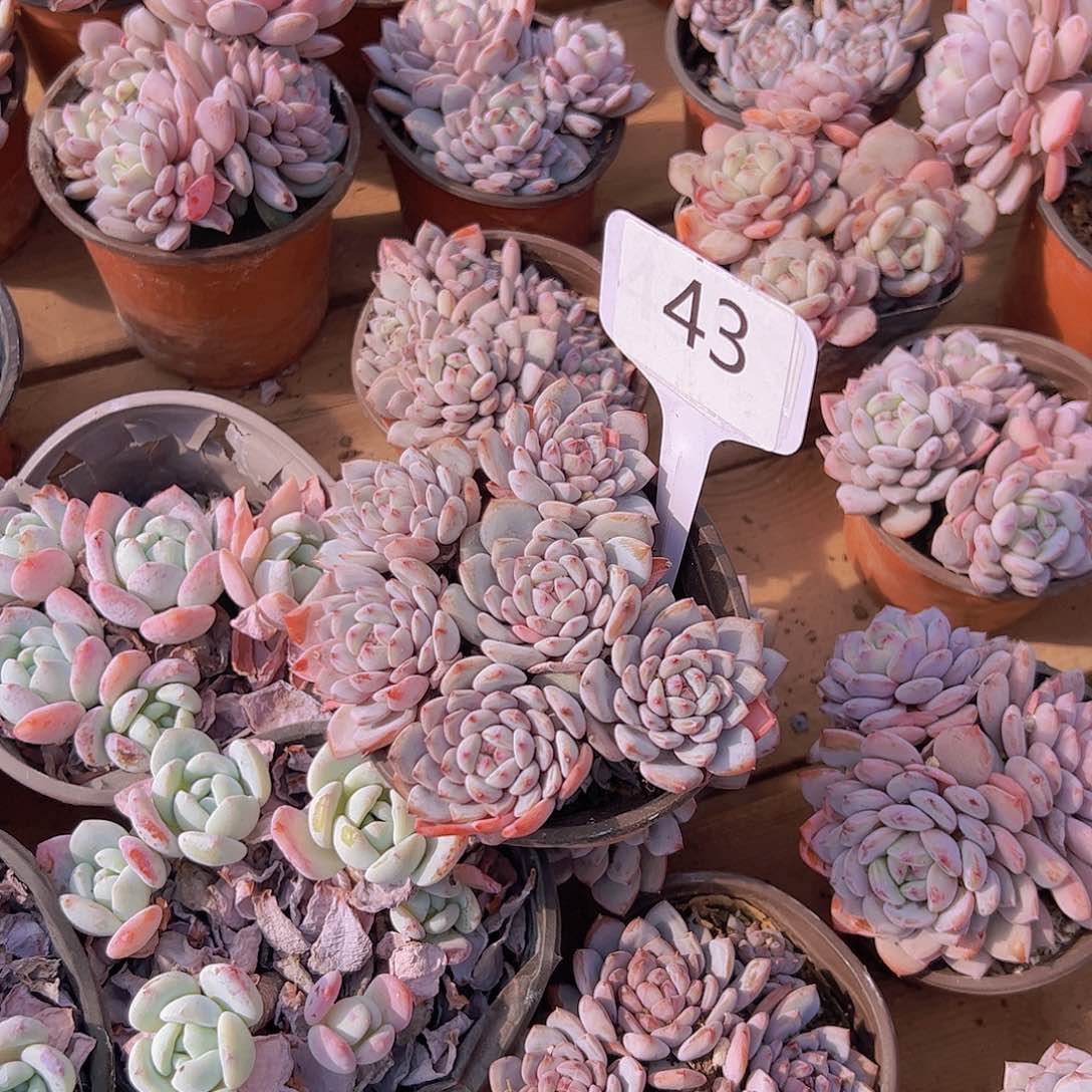 鹅*43星星橙16。。。。