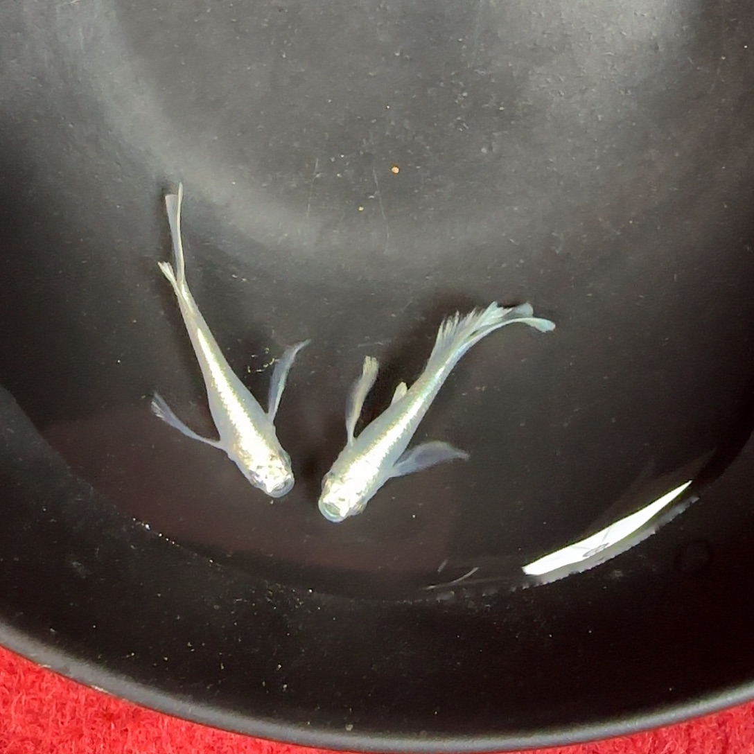 青鳉鱼长鳍天使之翼03