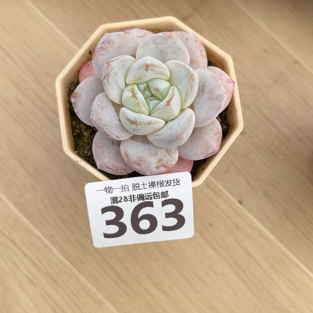 奶芙单头无盆土发货